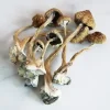 A+ Magic Mushrooms
