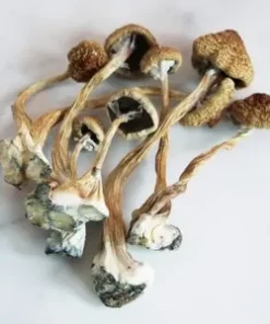 A+ Magic Mushrooms