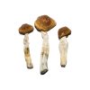 Brazilian Magic Mushrooms
