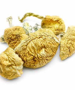 Alacabenzi Magic Mushrooms