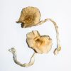 Golden Teachers magic mushrooms
