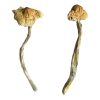 Huautla Magic Mushrooms give me 1) focus keywords 2) focus keyword synonym 3) meta description with focus keyword inckuded in it for 149 char 4) short prodcut description 5) long aggresive seo prodcut description 1500 word making all keywords clickable with my domain as internal link
