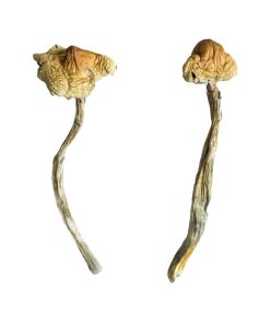 Huautla Magic Mushrooms give me 1) focus keywords 2) focus keyword synonym 3) meta description with focus keyword inckuded in it for 149 char 4) short prodcut description 5) long aggresive seo prodcut description 1500 word making all keywords clickable with my domain as internal link
