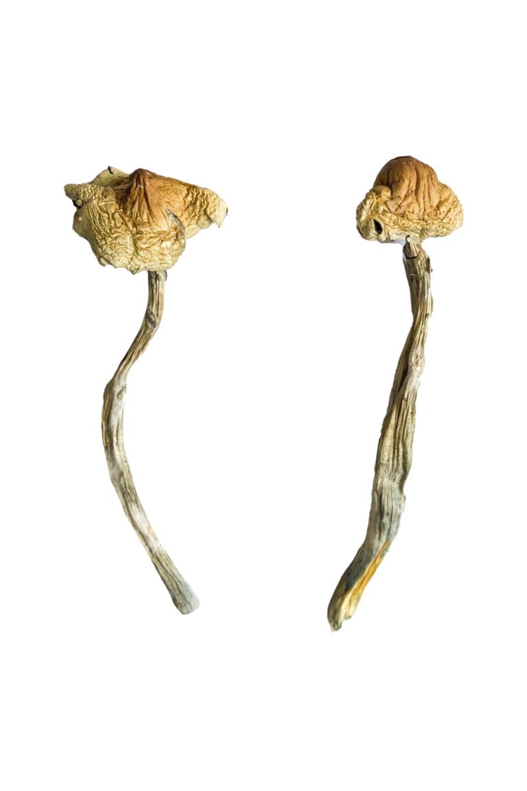 Huautla Magic Mushrooms give me 1) focus keywords 2) focus keyword synonym 3) meta description with focus keyword inckuded in it for 149 char 4) short prodcut description 5) long aggresive seo prodcut description 1500 word making all keywords clickable with my domain as internal link