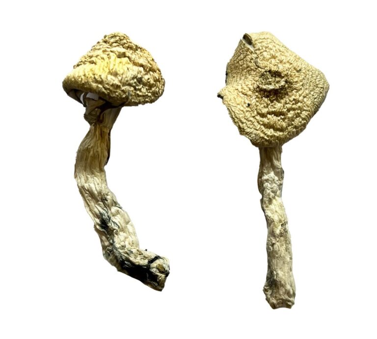 Jack Frost Magic Mushrooms