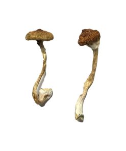 Koh Samui Super Strain Magic Mushrooms