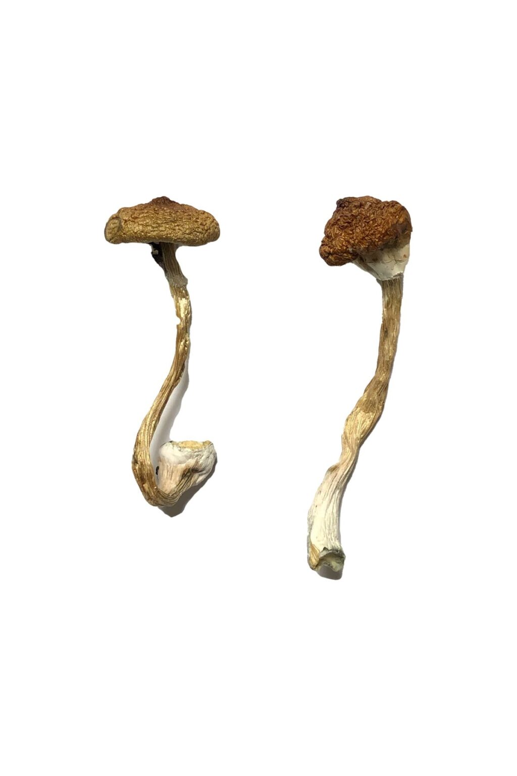 Koh Samui Super Strain Magic Mushrooms