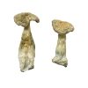 Leucistic Burma Magic Mushrooms