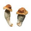 Melmac Magic Mushrooms (Homestead Penis Envy)