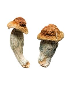 Melmac Magic Mushrooms (Homestead Penis Envy)