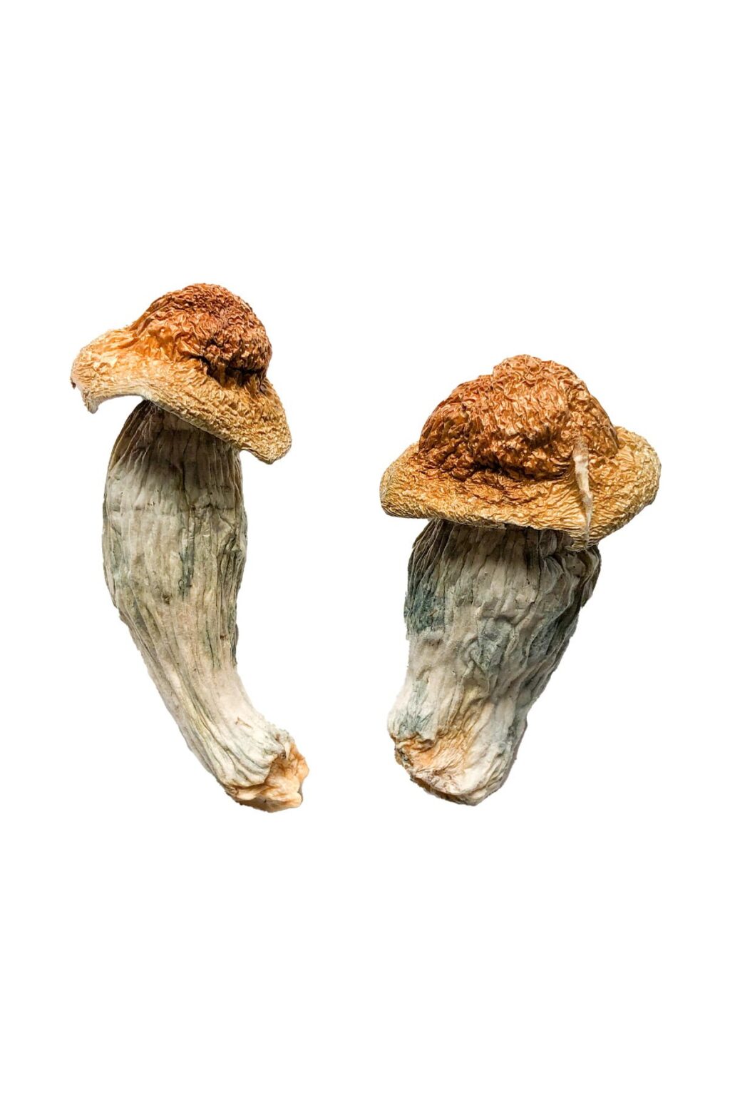 Melmac Magic Mushrooms (Homestead Penis Envy)