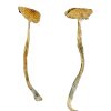 Chitwan Nepal Magic Mushrooms