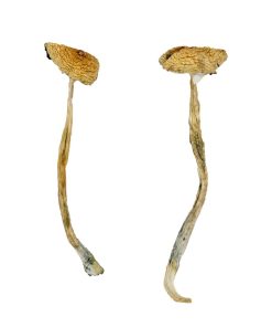 Chitwan Nepal Magic Mushrooms