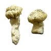 Shakti Magic Mushrooms (Albino Malabar)