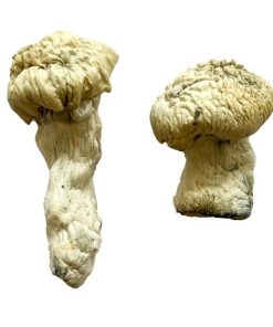 Shakti Magic Mushrooms (Albino Malabar)