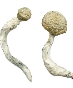 Thrasher Magic Mushrooms