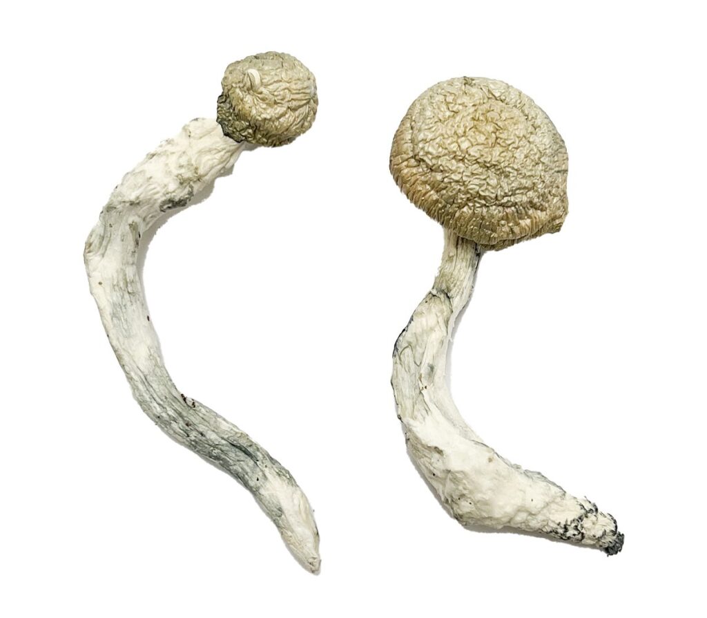 Thrasher Magic Mushrooms