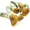 Makilla Gorilla Magic Mushrooms