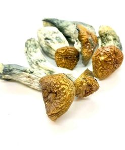Makilla Gorilla Magic Mushrooms