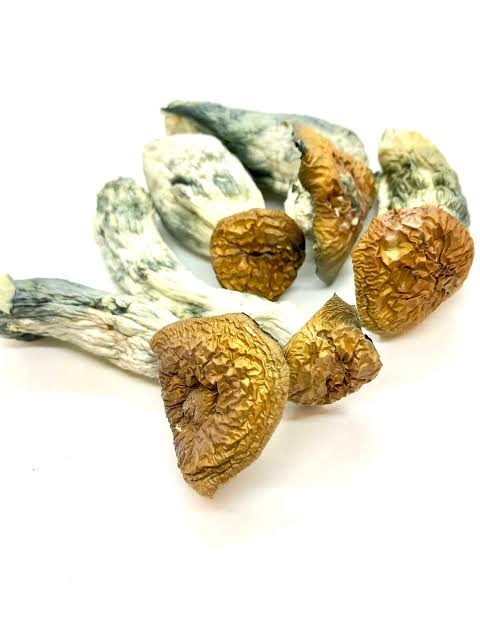 Makilla Gorilla Magic Mushrooms
