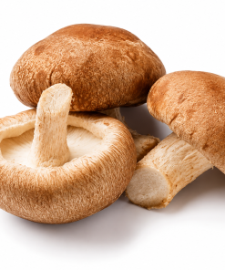 Organic whole shiitake mushrooms Lentinula edodes functional culinary mushroom