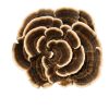 Organic Turkey Tail Mushrooms