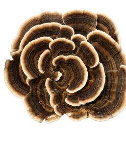 Organic Turkey Tail Mushrooms