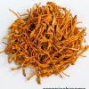 Organic Cordyceps Mushrooms | Cordyceps Militaris