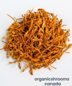 Organic Cordyceps Mushrooms | Cordyceps Militaris