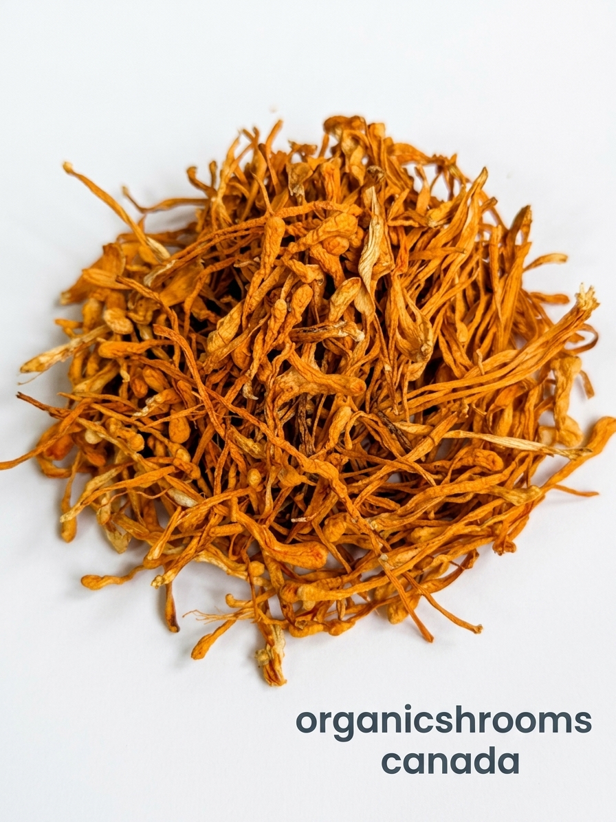 Organic Cordyceps Mushrooms | Cordyceps Militaris