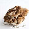 Organic Maitake mushrooms