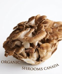 Organic Maitake mushrooms