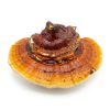 Reishi Mushrooms