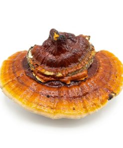 Reishi Mushrooms