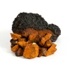 Chaga Mushrooms