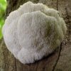 Lion's Mane Mushrooms
