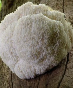 Lion's Mane Mushrooms
