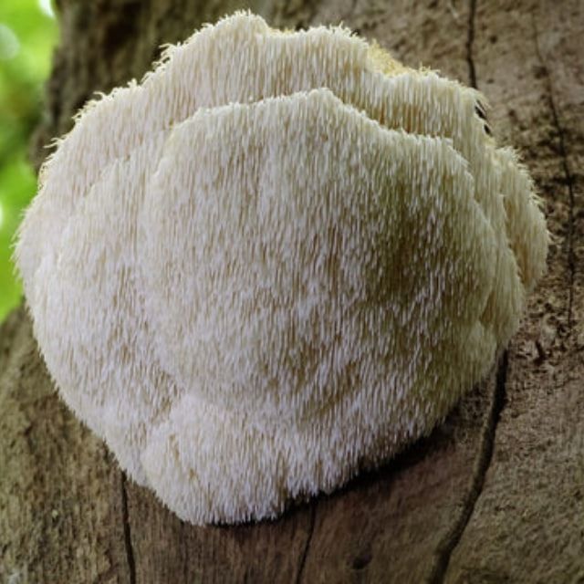 Lion's Mane Mushrooms